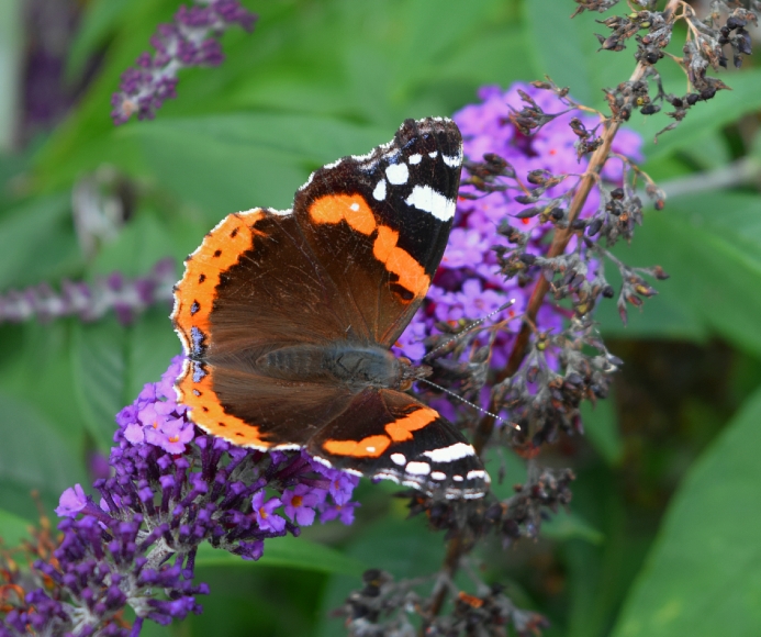 Butterflies & Moths – Tamerton Foliot Village